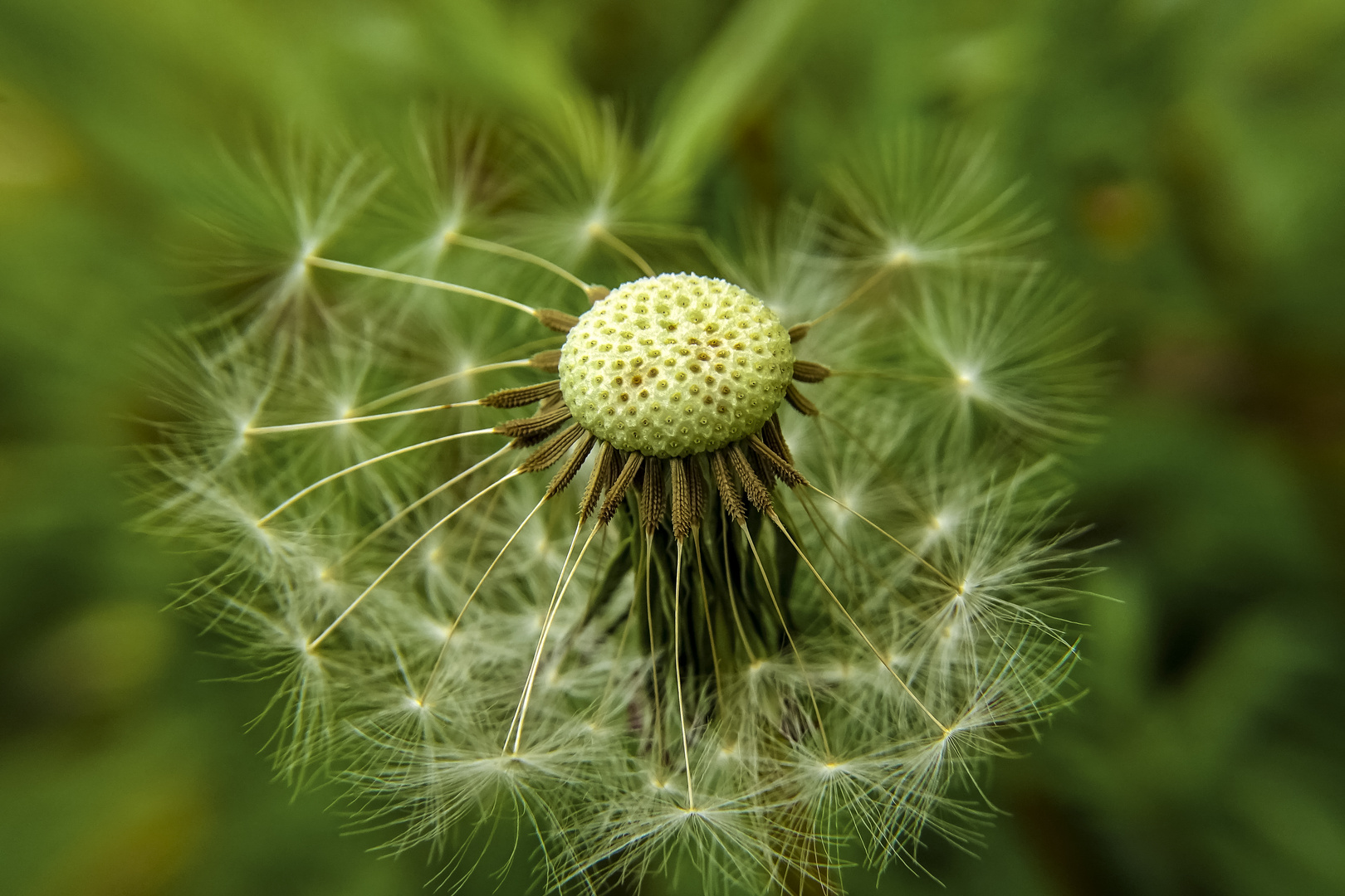 Pusteblume