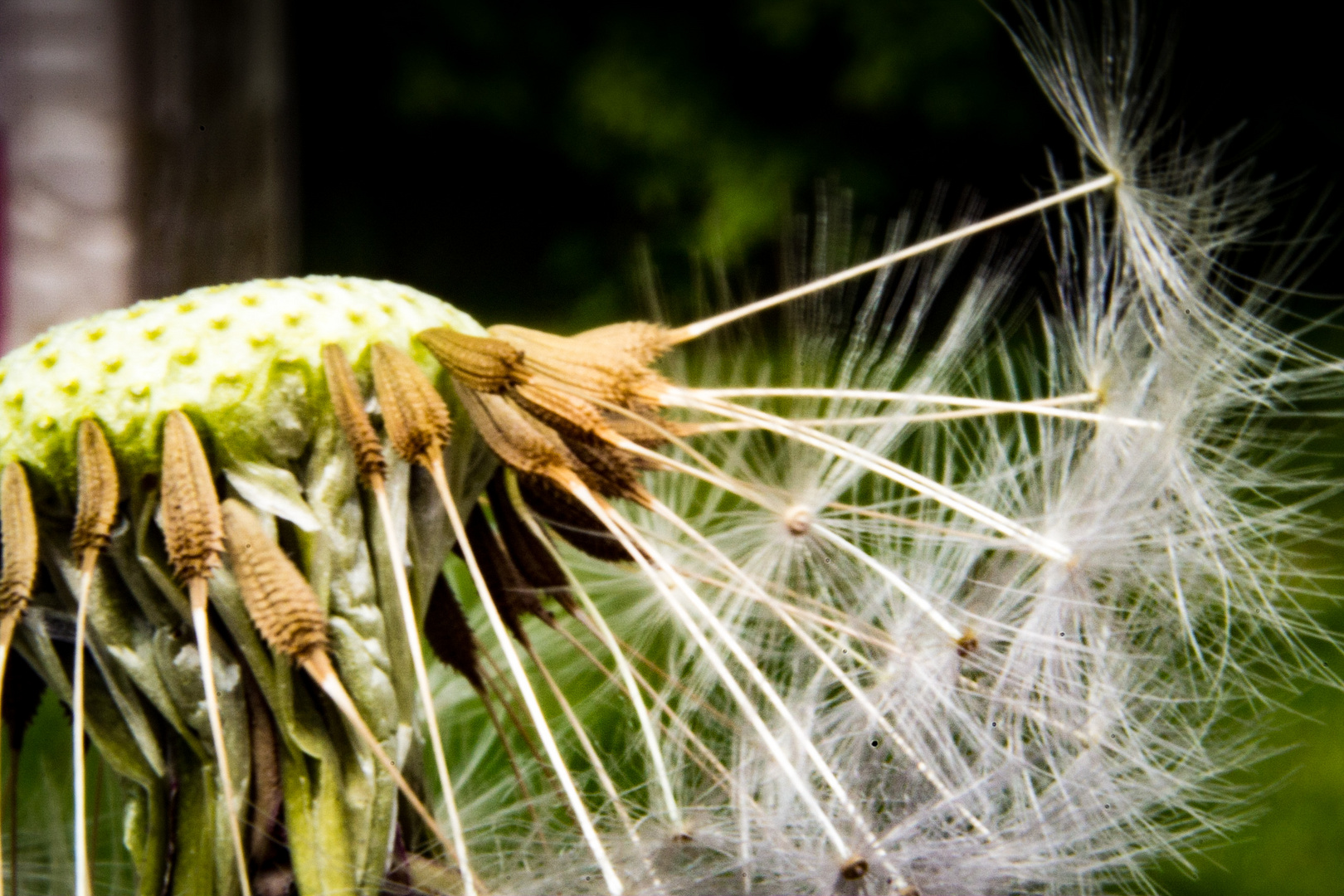 Pusteblume 