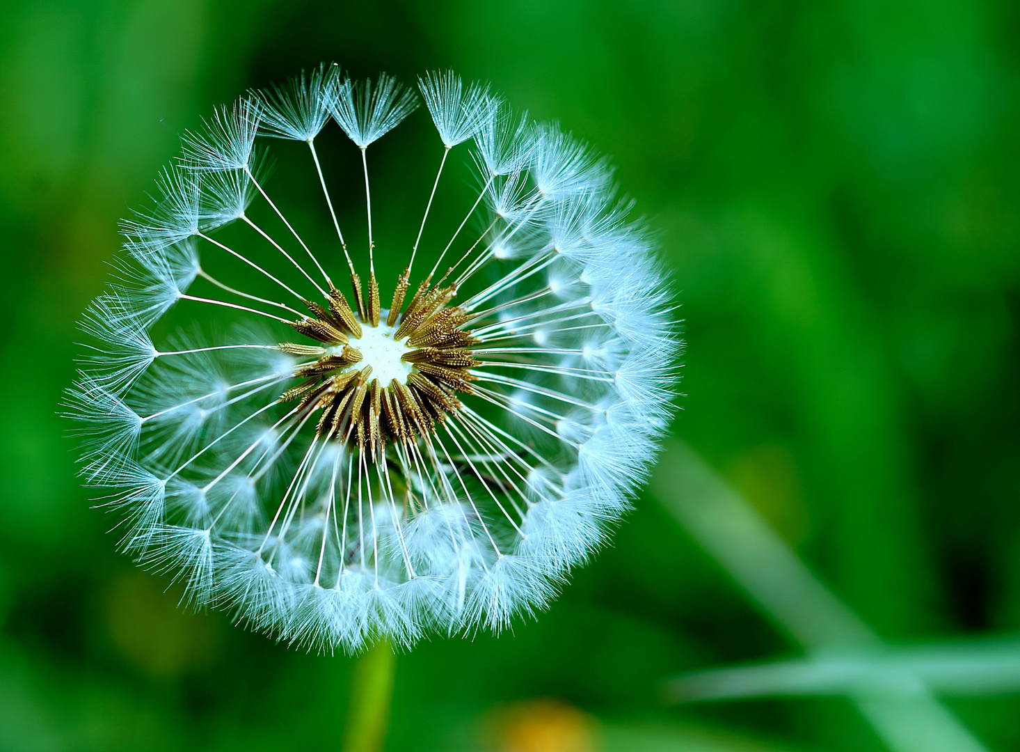 pusteblume