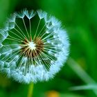 pusteblume