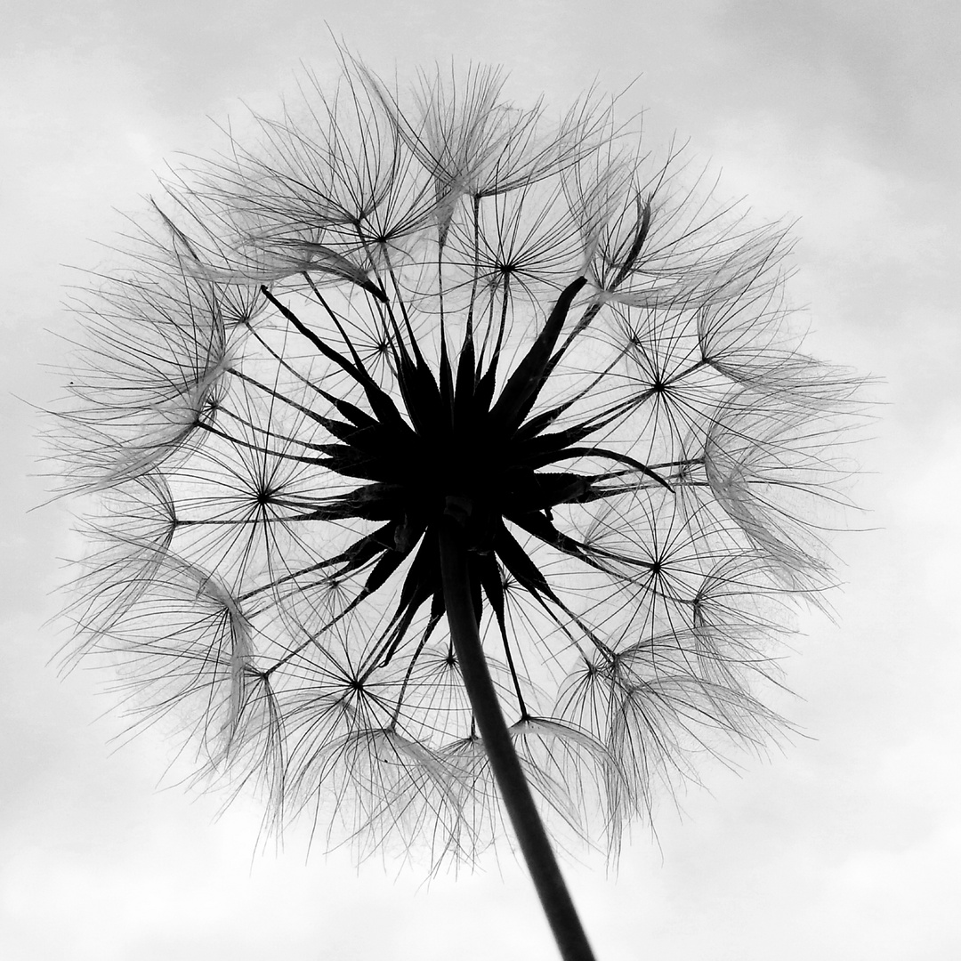 Pusteblume 