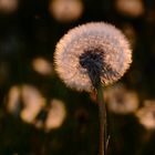 PUSTEBLUME