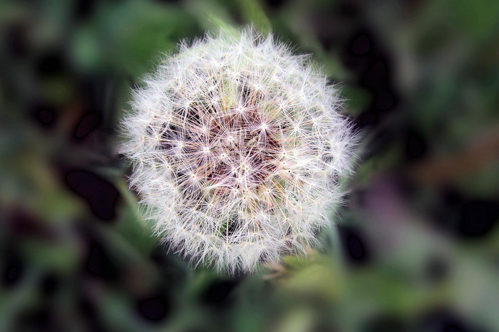 Pusteblume