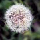 Pusteblume