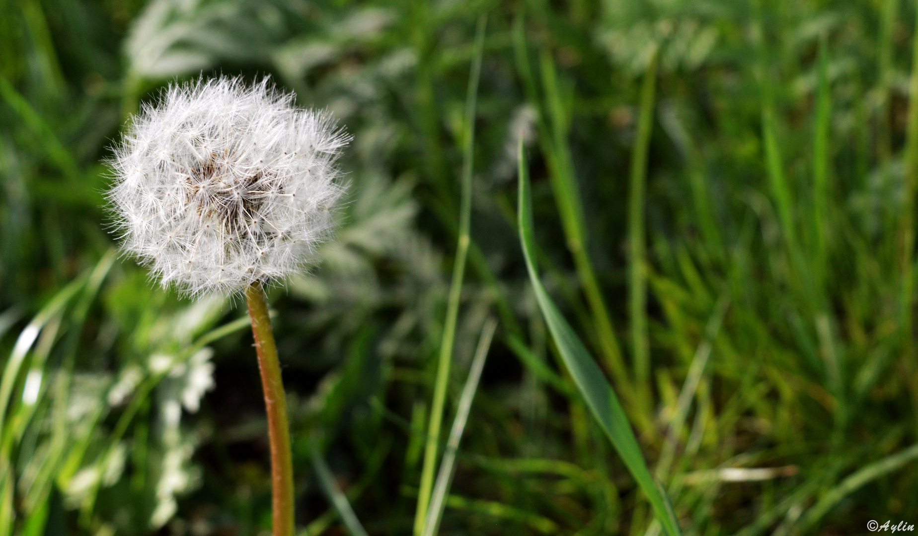 Pusteblume