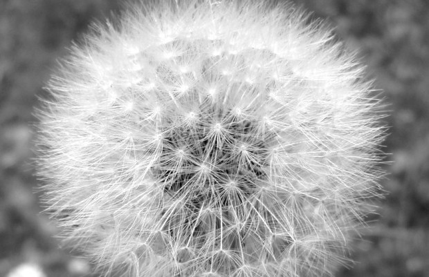 Pusteblume