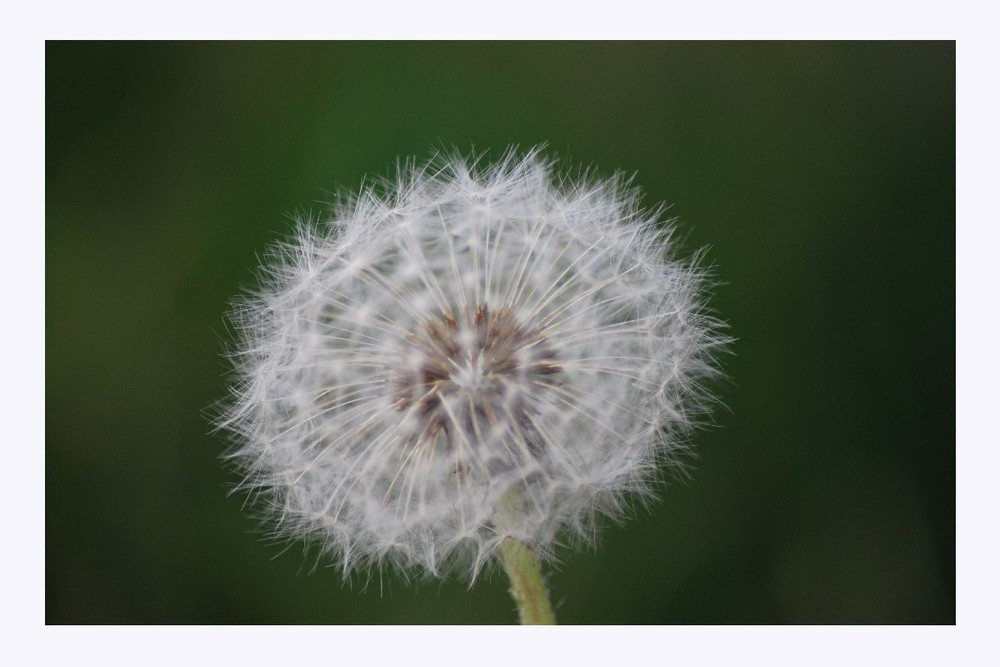 ... Pusteblume ...