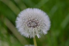 Pusteblume