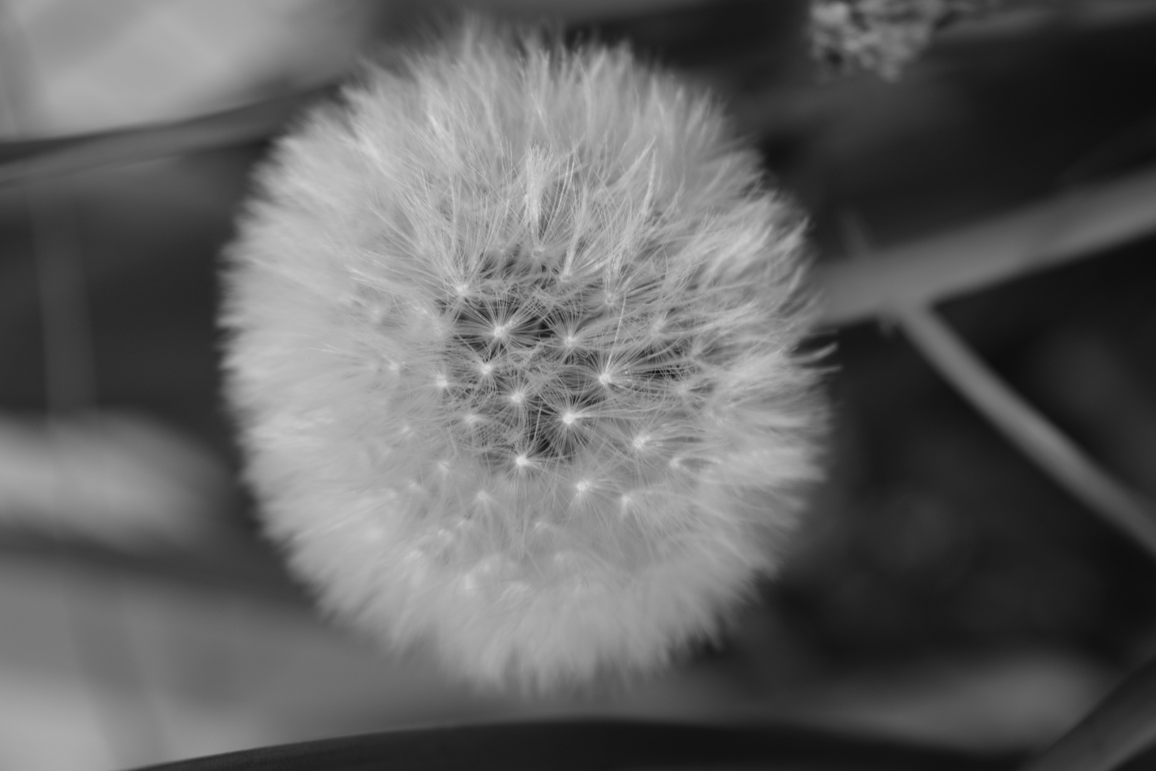 Pusteblume