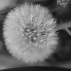 Pusteblume