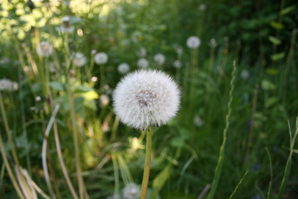 Pusteblume