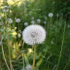 Pusteblume