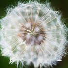 Pusteblume