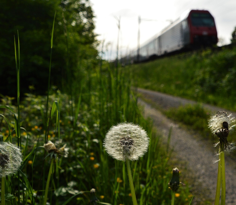 Pusteblume