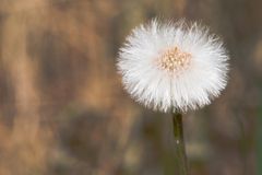 Pusteblume