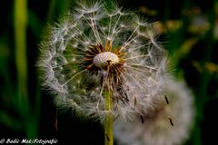 Pusteblume