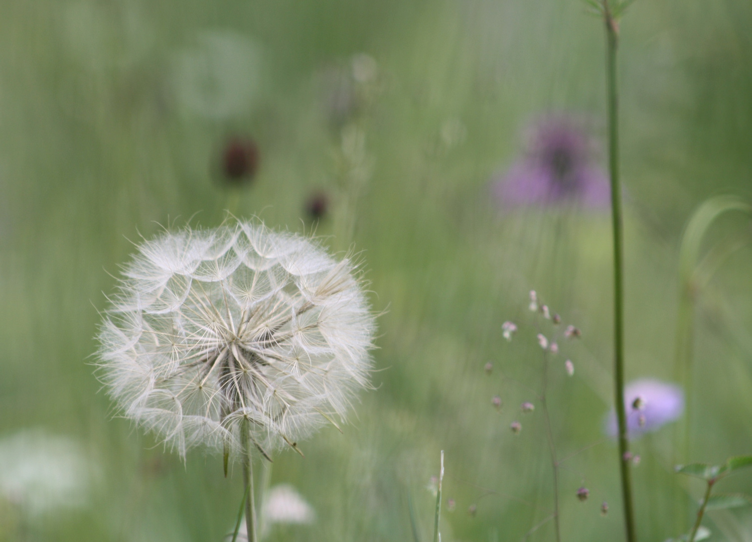 Pusteblume