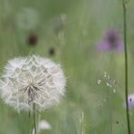 Pusteblume