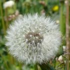 Pusteblume