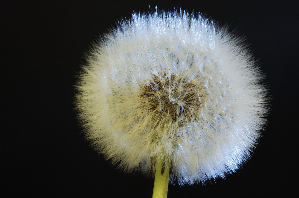 pusteblume