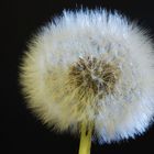 pusteblume