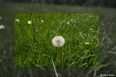 Pusteblume