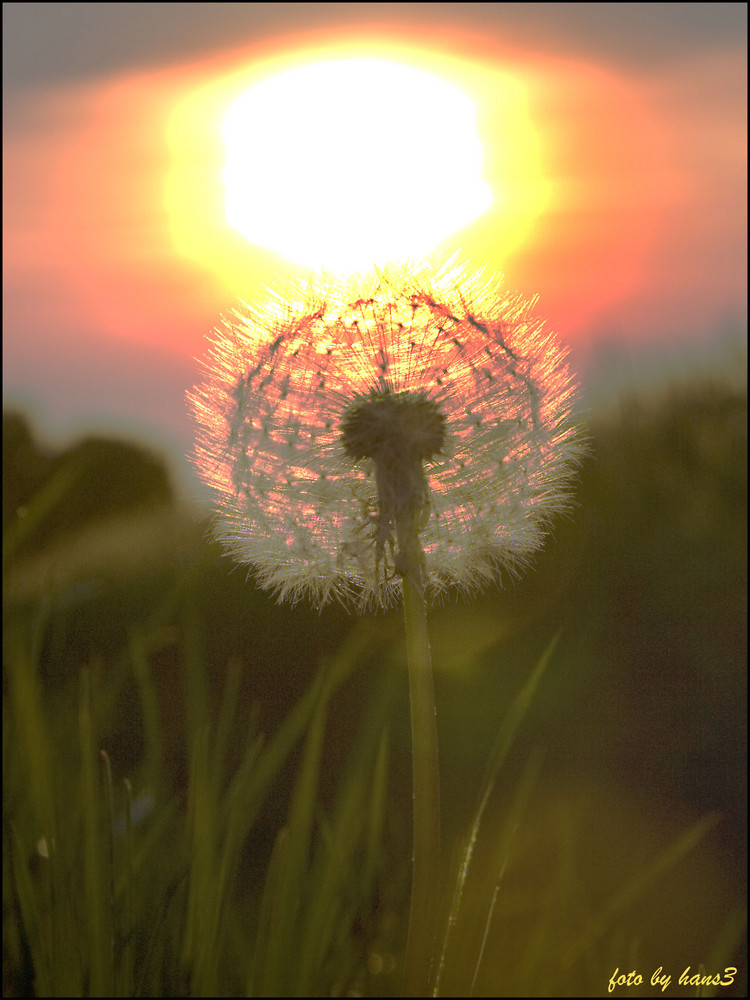 Pusteblume