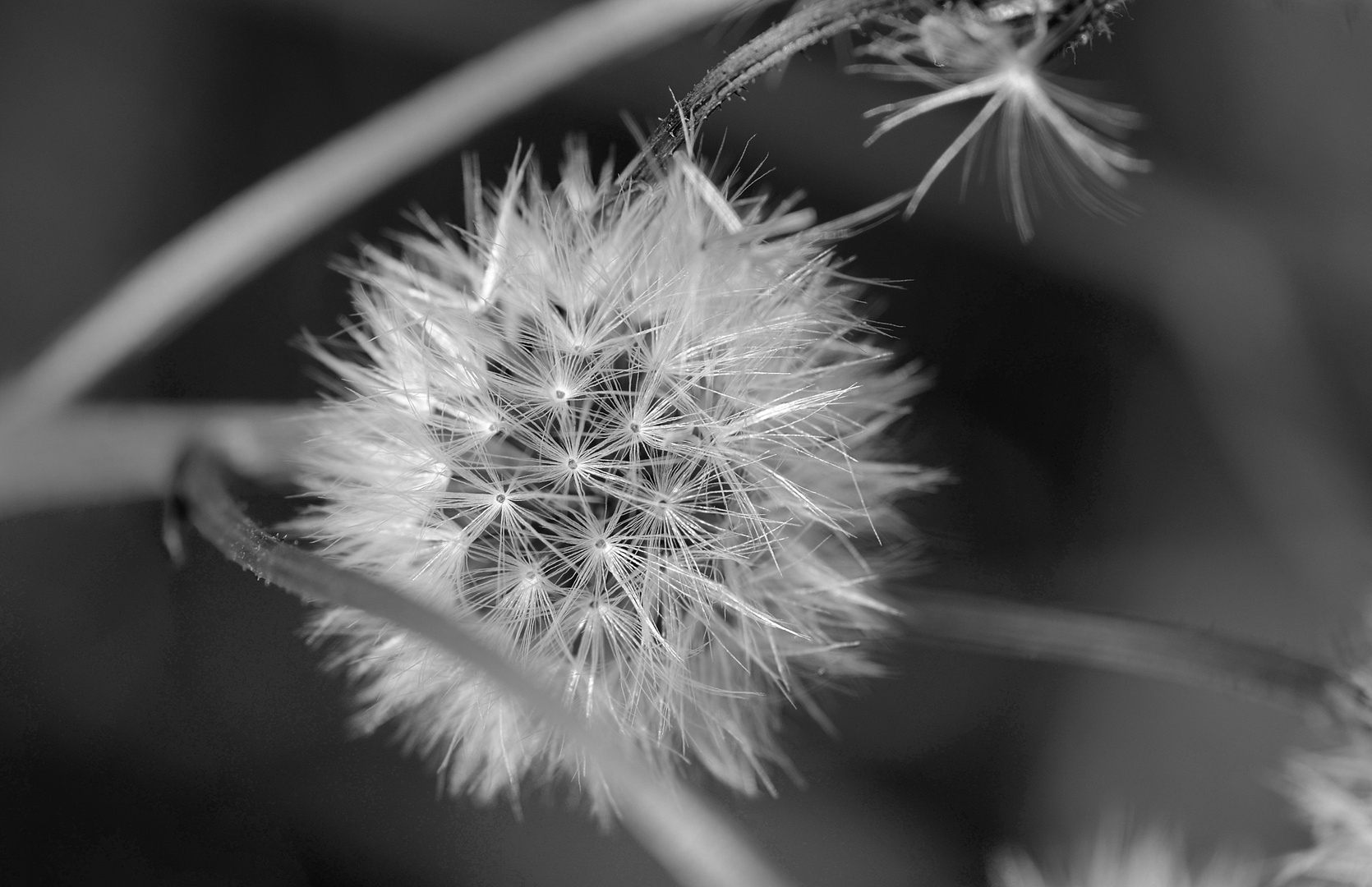 Pusteblume