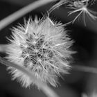 Pusteblume