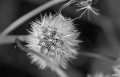 Pusteblume