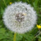 Pusteblume