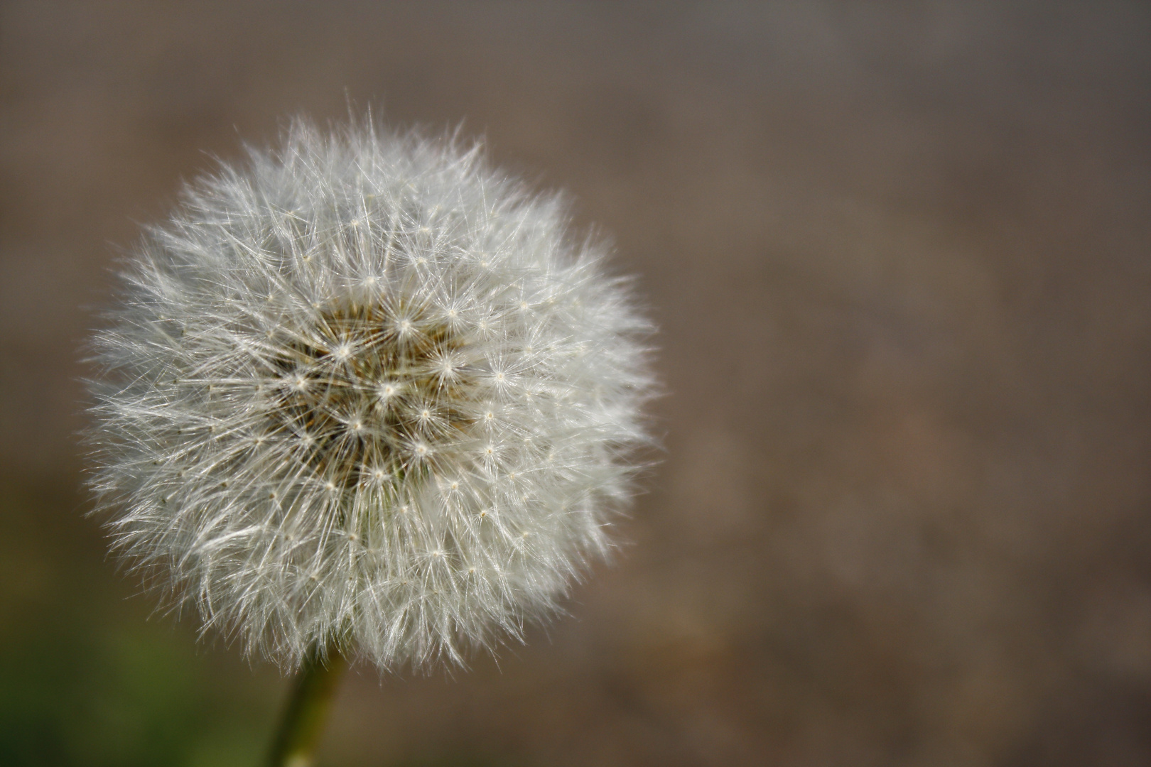 Pusteblume.