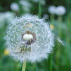 Pusteblume