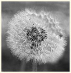 -Pusteblume.-