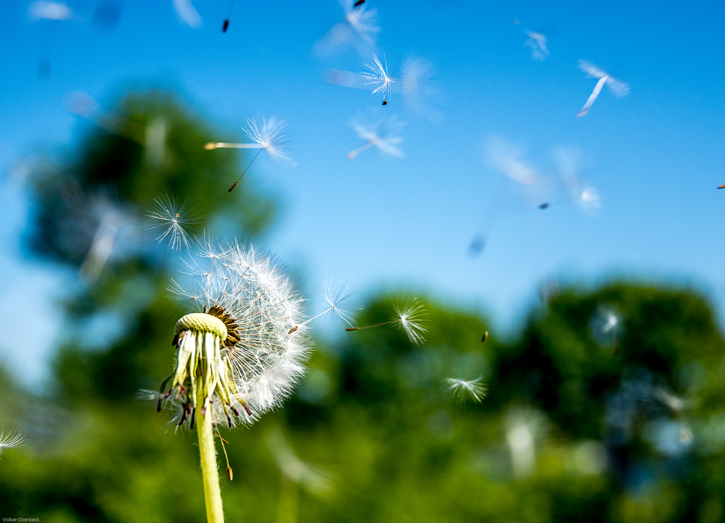 Pusteblume