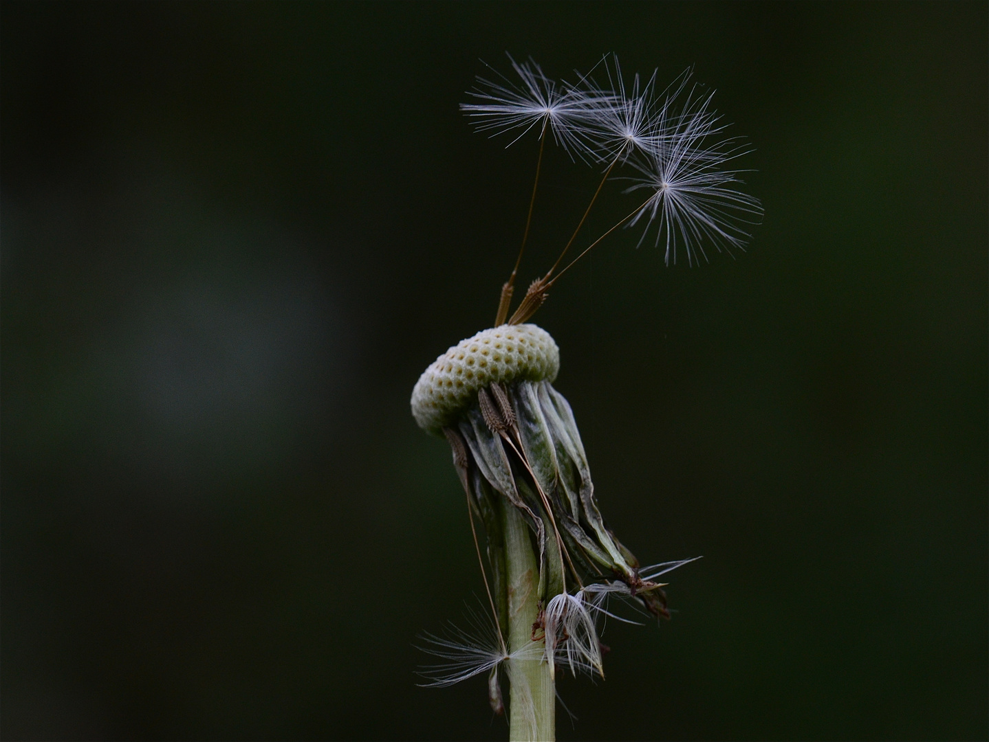 Pusteblume