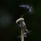 Pusteblume