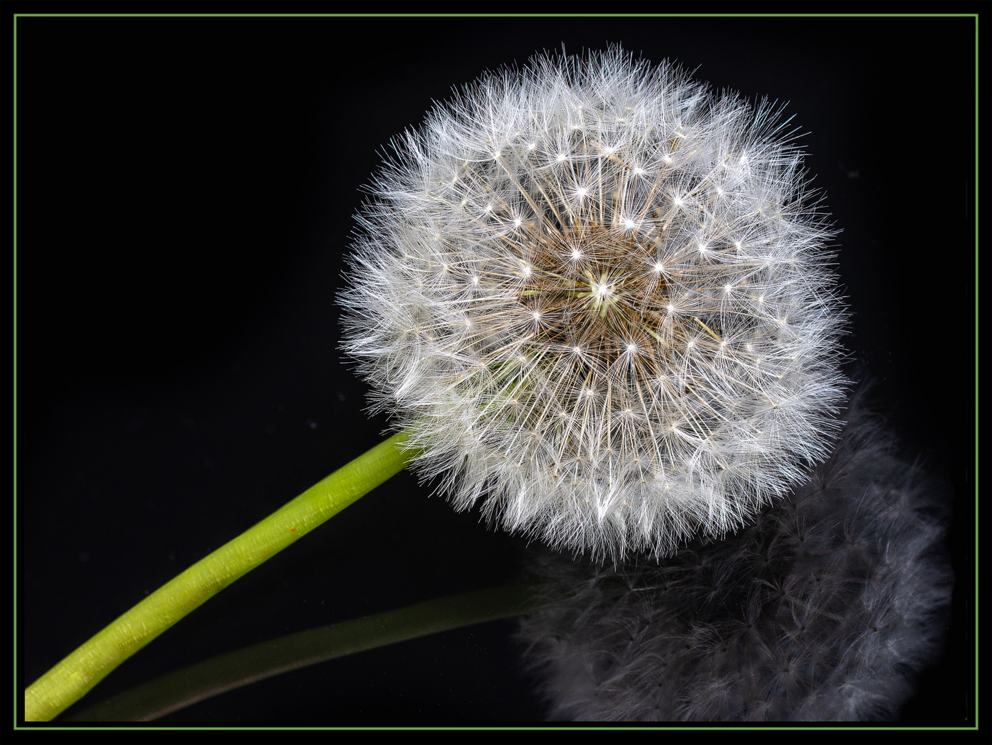 Pusteblume