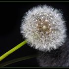 Pusteblume