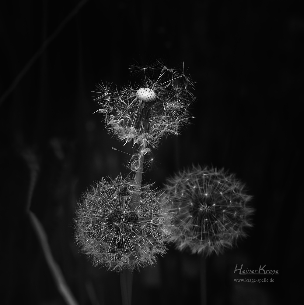 Pusteblume