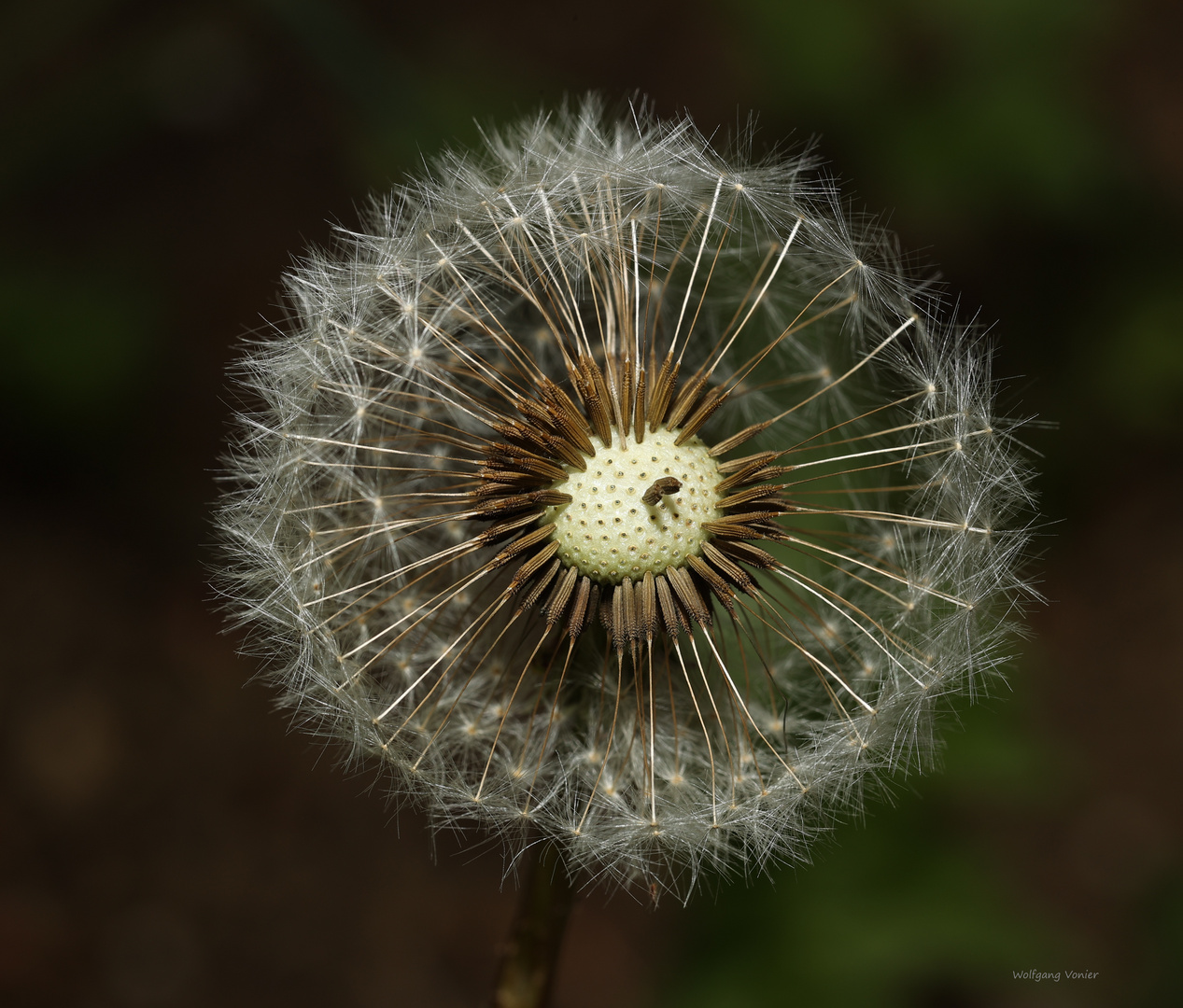 Pusteblume