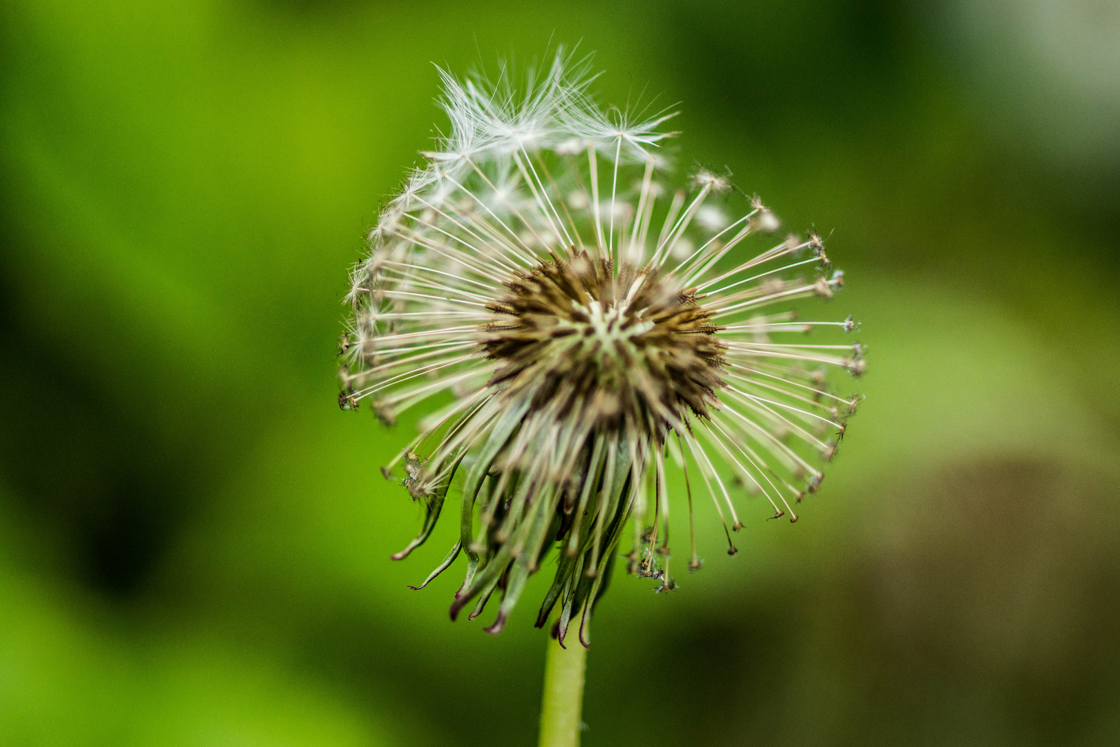 Pusteblume