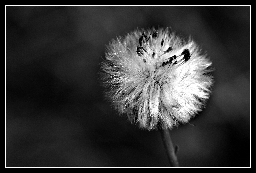 Pusteblume