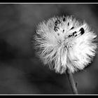 Pusteblume