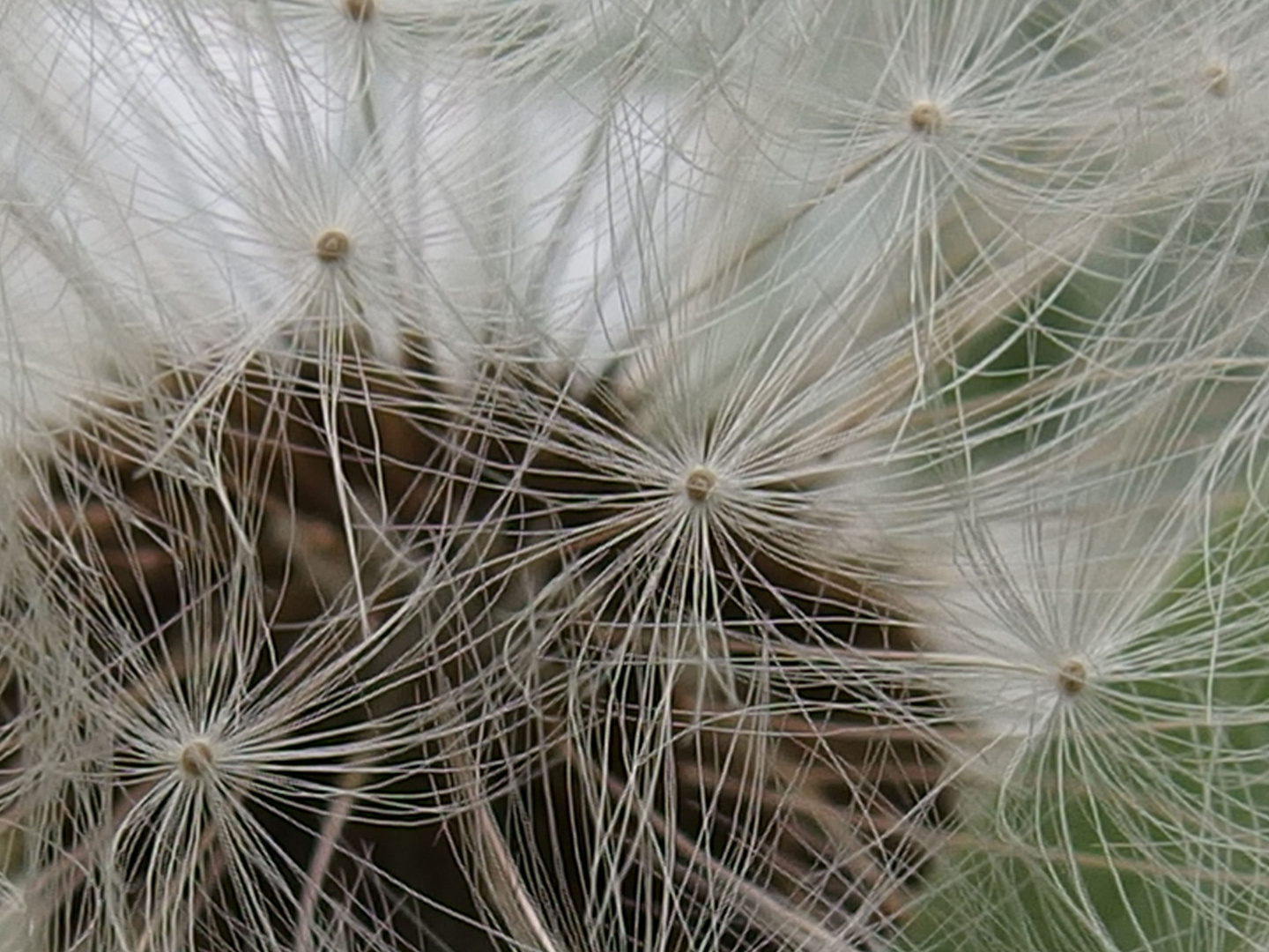 Pusteblume