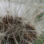 Pusteblume