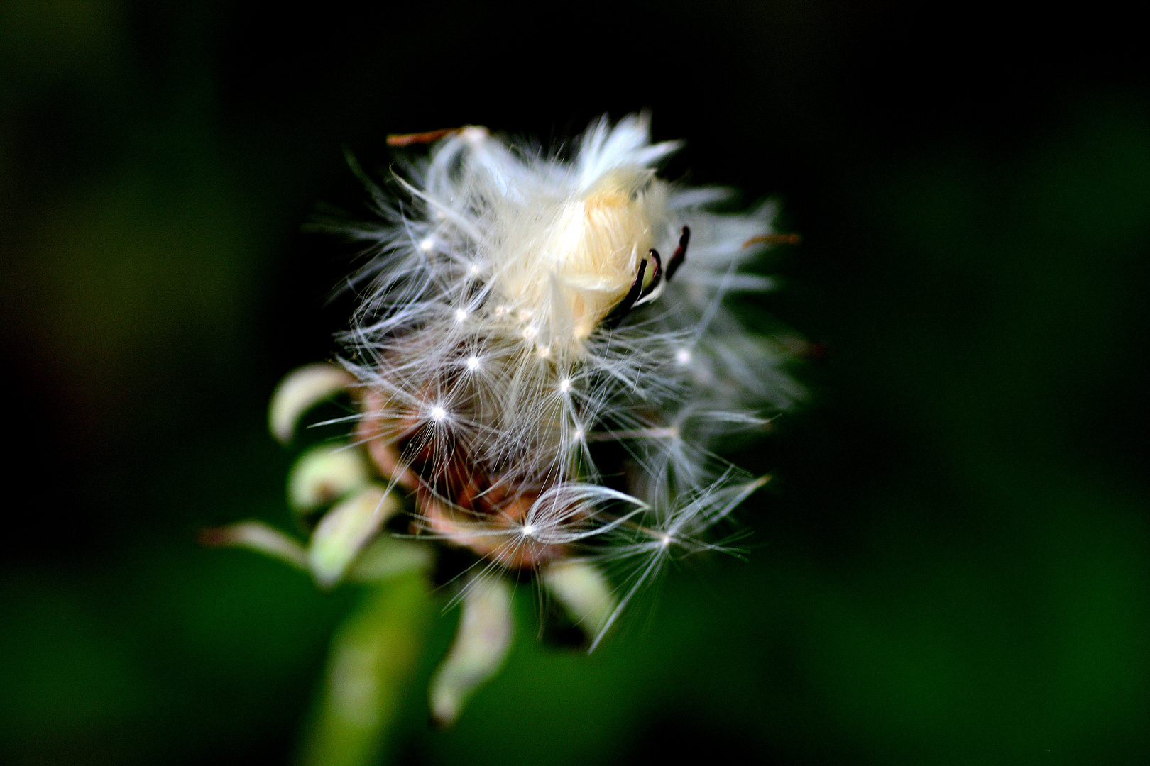 Pusteblume