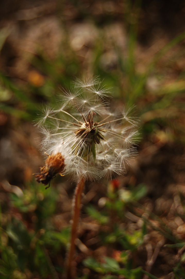 "Pusteblume"