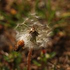 "Pusteblume"