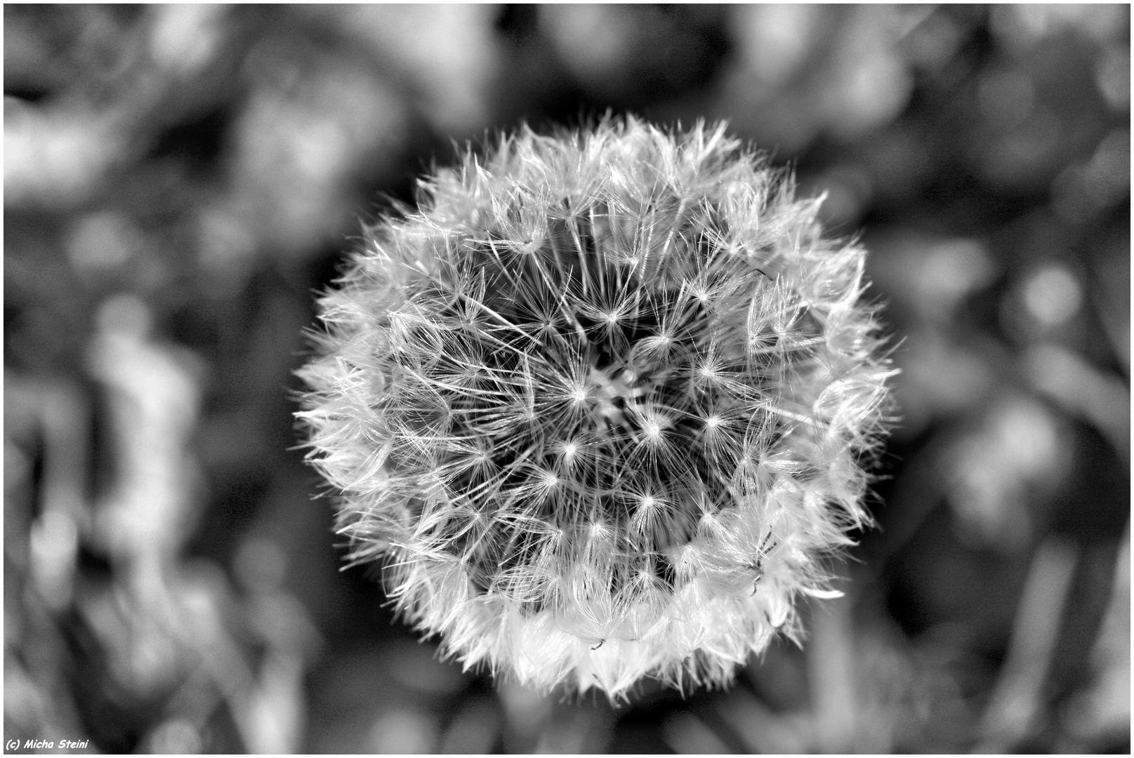 "Pusteblume"